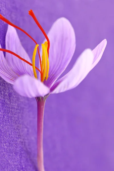 Close up of saffron flowers on purple background — Stock Photo, Image