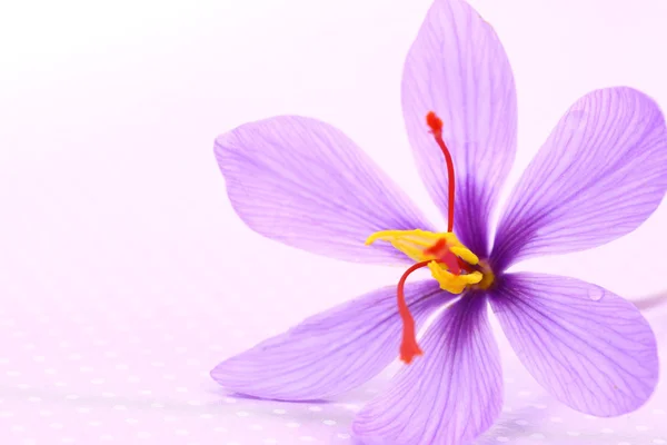 Primo piano dei fiori di zafferano — Foto Stock