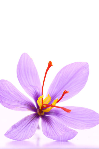 Close up of saffron flower isolated on white background 