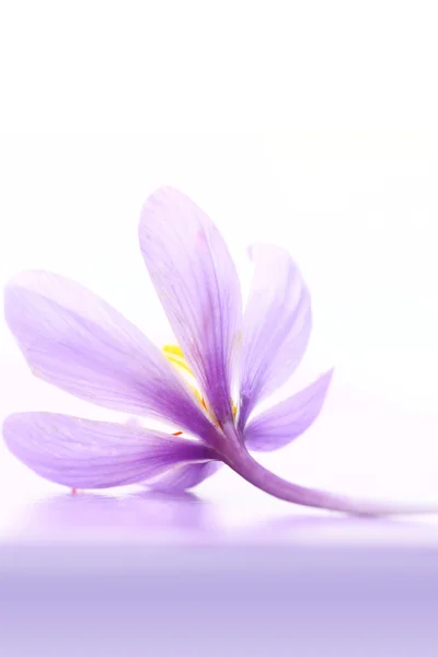 Zbliżenie kwiatów szafranu — Zdjęcie stockowe