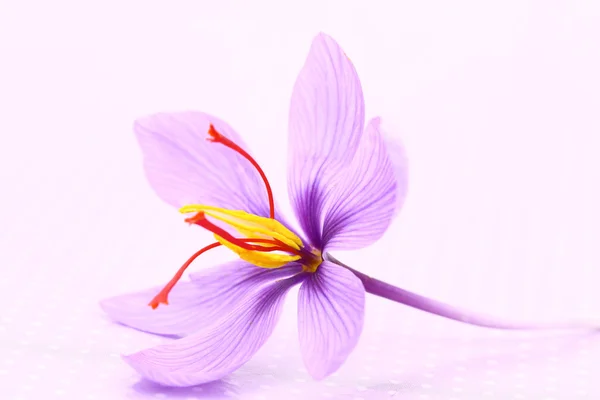 Close up de flores de açafrão — Fotografia de Stock