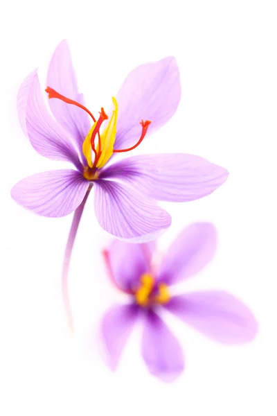 Primo piano di fiori di zafferano isolati su sfondo bianco — Foto Stock