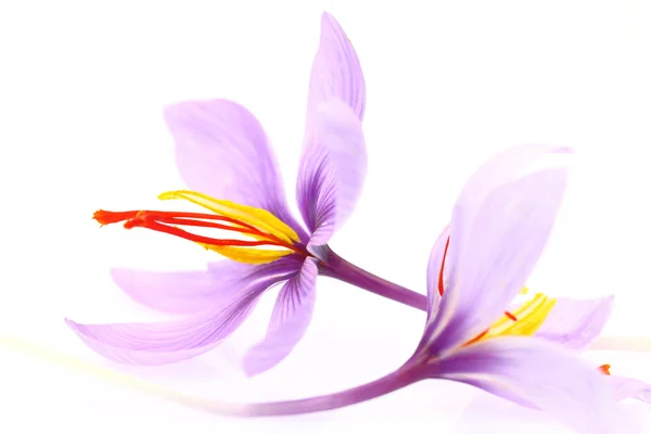 Close up of saffron flowers isolated on white background — Stock Photo, Image