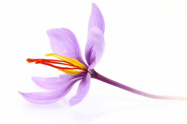 Primo piano di fiore di zafferano isolato su sfondo bianco — Foto Stock