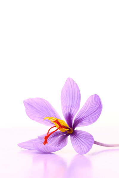 Close up of saffron flower 