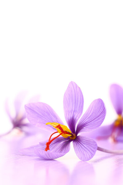 Close up of saffron flowers 