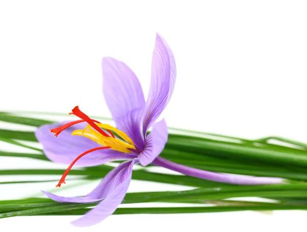 Close up of saffron flower — Stock Photo, Image