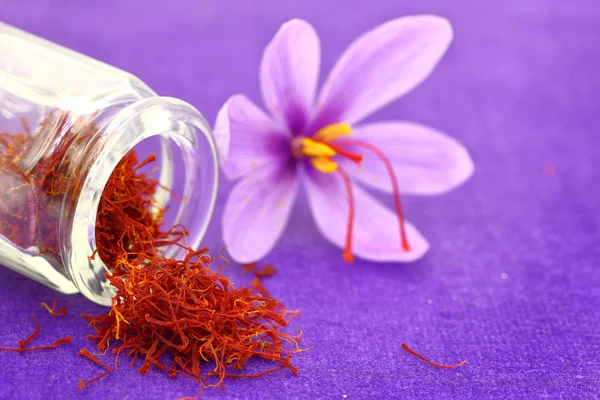 Close up of saffron flower and dried saffron spice — Stock Image Close up of saffron flower and dried saffron spice Royalty Free Stock Images