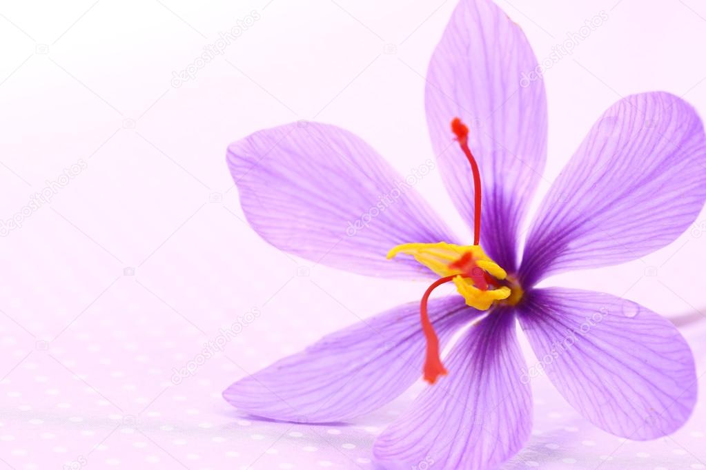 Close up of saffron flowers 