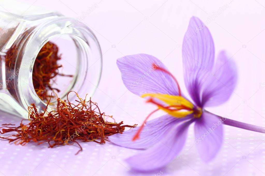 Close up of saffron flower and dried saffron spice 