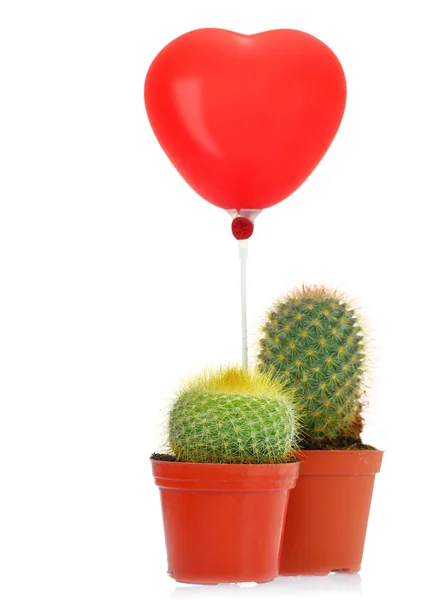 Kaktus z odczytu serce balonu na białym tle — Zdjęcie stockowe
