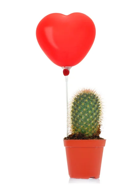 Cactus con globo de corazón leído aislado sobre fondo blanco — Foto de Stock