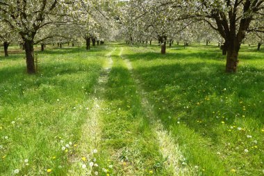 Yeşil alan ağaçlarda kiraz çiçeği bahar