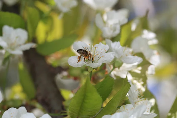 Honigbienen ernten Pollen von blühenden Blumen — Stockfoto