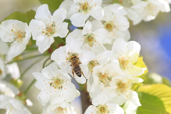 Honeybee harvesting pollen from blooming flowers — Stock Photo, Image