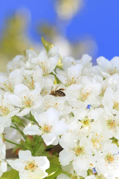 Honigbienen ernten Pollen von blühenden Blumen — Stockfoto