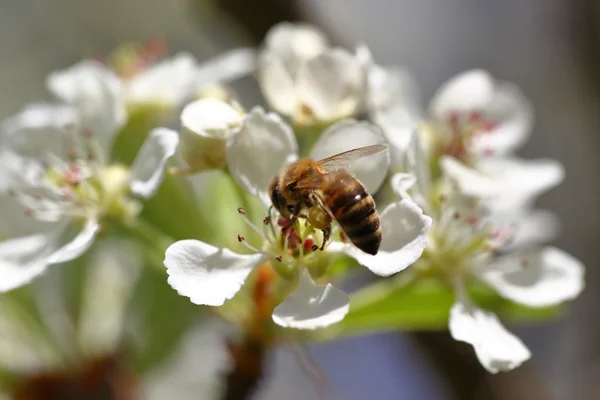 Honigbienen ernten Pollen von blühenden Blumen — Stockfoto