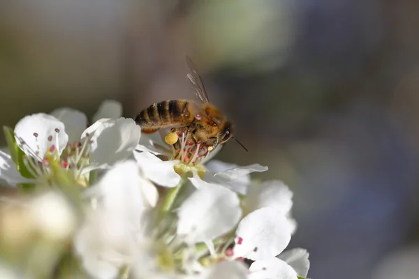 Honeybee harvesting pollen from blooming flowers — Stock Photo, Image