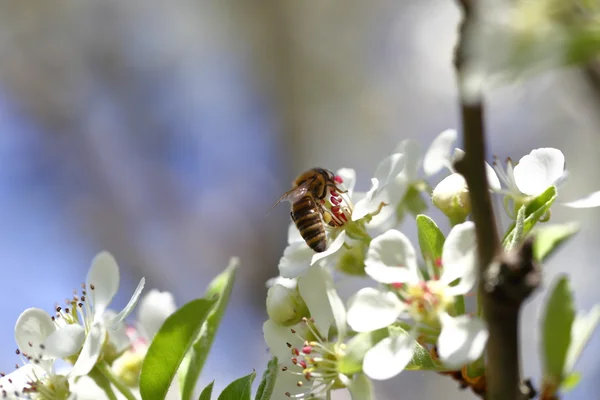 Honeybee harvesting pollen from blooming flowers — Stock Photo, Image