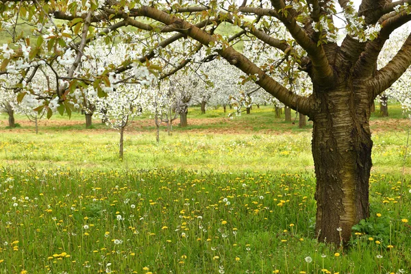 Tavaszi cseresznyevirág fák zöld mezőben — Stock Fotó