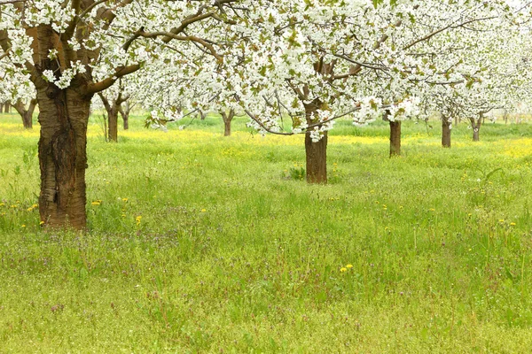 Primavera árboles de flor de cerezo en el campo verde —  Fotos de Stock