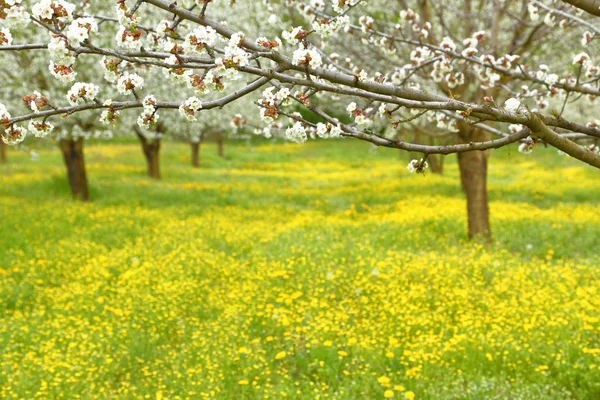 Spring cherry blossom trees in green field — Stock Photo, Image