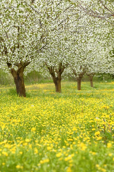 Spring cherry blossom trees in green field — Stock Photo, Image