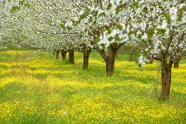 Primavera árboles de flor de cerezo en el campo verde —  Fotos de Stock