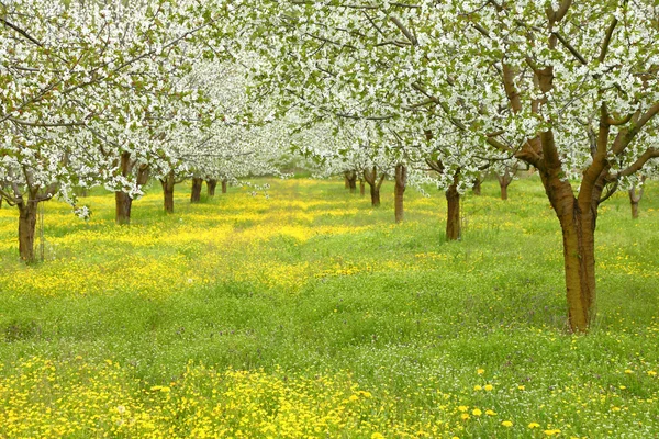 Spring cherry blossom trees in green field — Stock Photo, Image