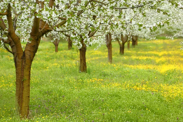 Jarní stromy třešní v zeleném poli — Stock fotografie