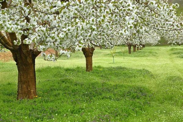 Spring cherry blossom trees in green field — Stock Photo, Image