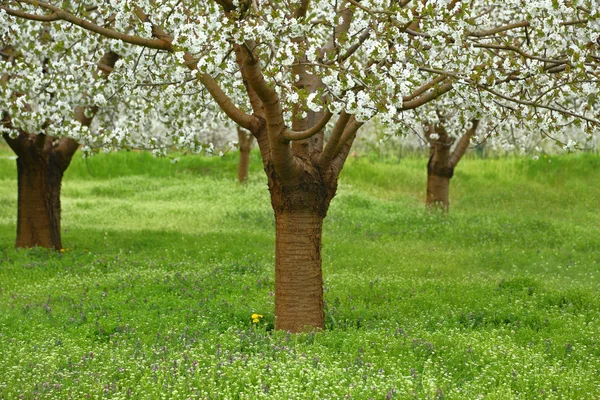 Wiosną drzewa wiśni w zielone pole — Zdjęcie stockowe
