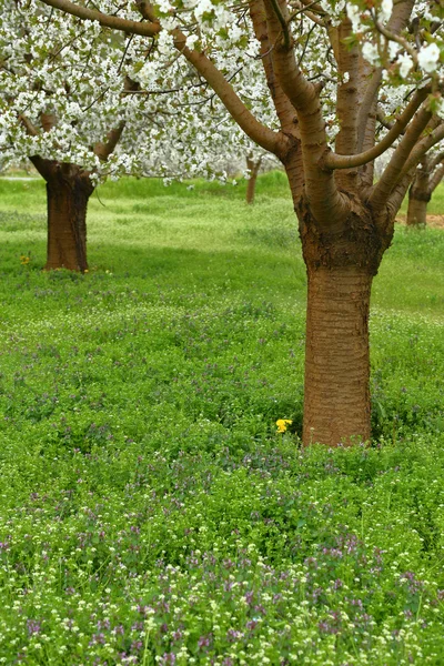 Primavera cerejeira árvores flor no campo verde — Fotografia de Stock