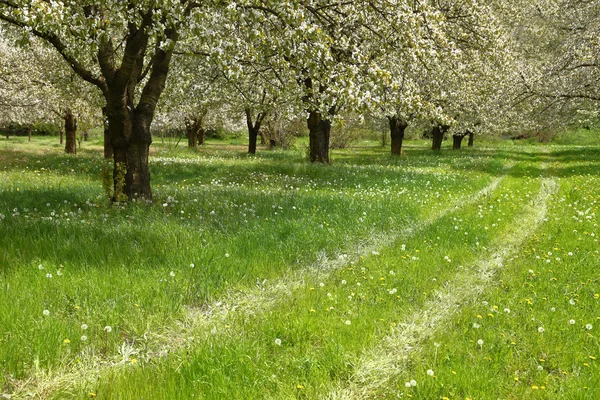 Spring cherry blossom trees in green field — Stock Photo, Image
