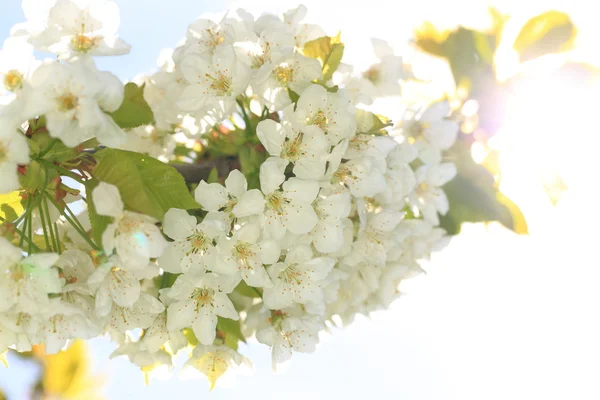 Cherry tree branch with blooming white flower — Stock Photo, Image