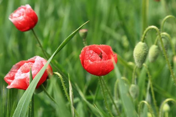 Rote wilde Mohnblumen im Sommer — Stockfoto