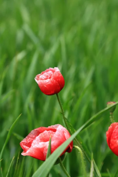 在夏天的红色野生罂粟 — 图库照片