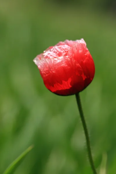 Amapola silvestre roja en verano — Foto de Stock