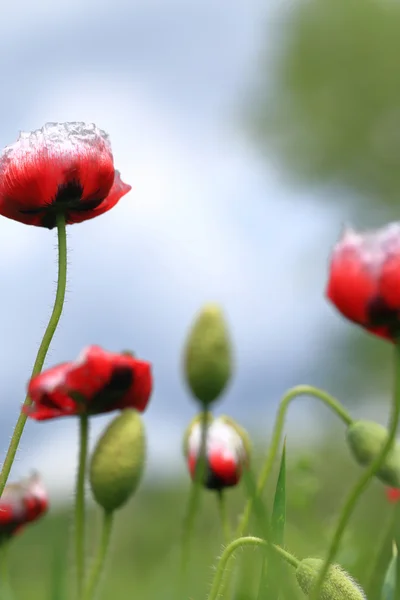 Rote wilde Mohnblumen im Sommer — Stockfoto