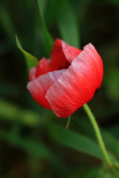 Coquelicot sauvage rouge en été — Photo