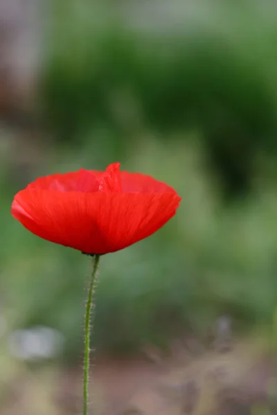 Papavero selvatico rosso in estate — Foto Stock