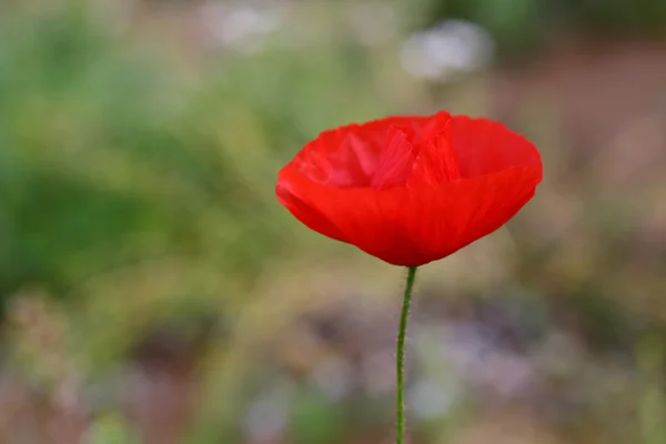 Amapola silvestre roja en verano — Foto de Stock