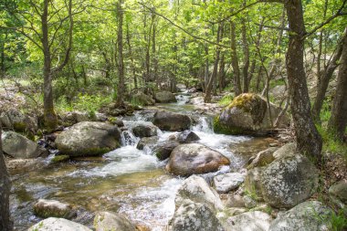 Doğa manzara ağaçlar ve nehir