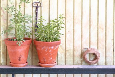 Kil tencere eski bir duvarın önünde taze otlar ile