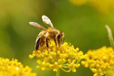 Honeybee harvesting pollen from blooming flowers clipart