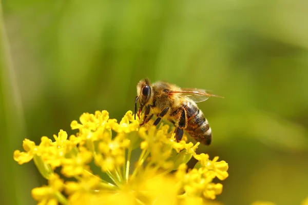 Μελισσών, τη συγκομιδή γύρη από ανθισμένα λουλούδια — Φωτογραφία Αρχείου
