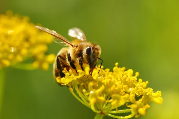 Honeybee harvesting pollen from blooming flowers — Stock Photo, Image