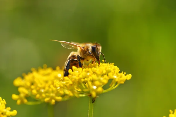 Honeybee harvesting pollen from blooming flowers — Stock Photo, Image