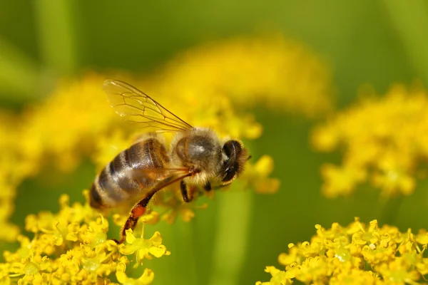 Honigbienen ernten Pollen von blühenden Blumen — Stockfoto