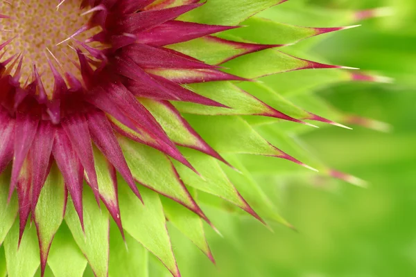Milk thistle flower macro background — Stock Photo, Image